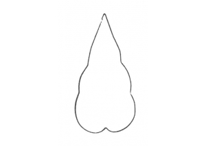 Arum Lily Leaf med - 1129